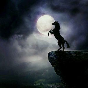 Meet your Posher, Tanpeaches